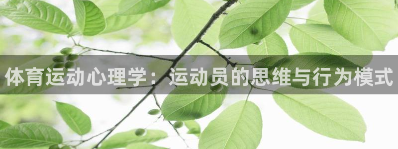 必一运动体育官网